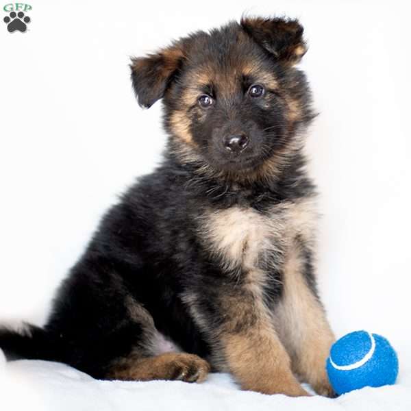 Oscar, German Shepherd Puppy